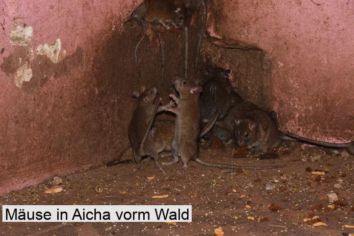 Mäuse in Aicha vorm Wald